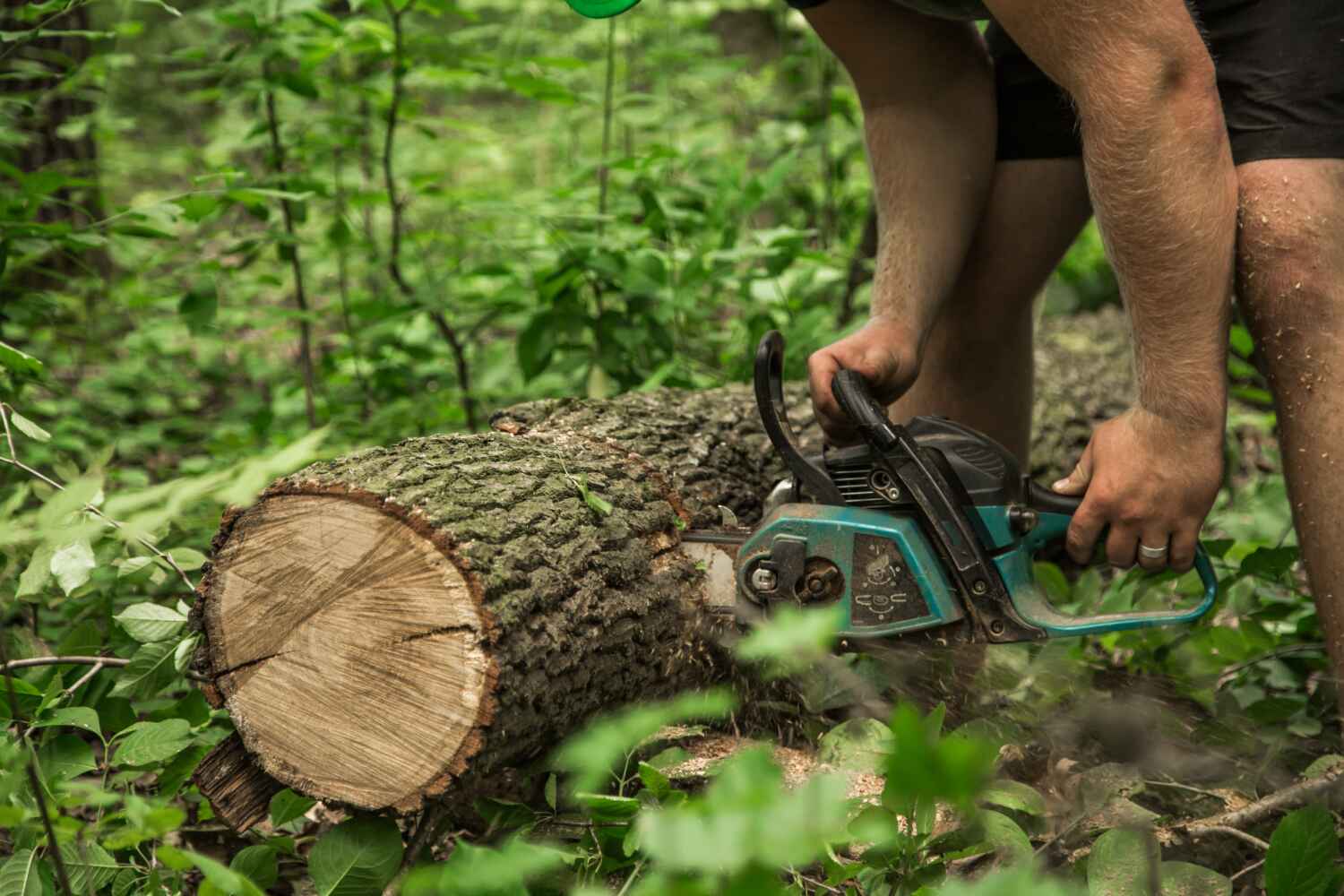 Large Tree Removal in St Louis, MO